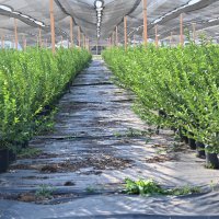 Bursa’nın yükselen değeri; tarım 