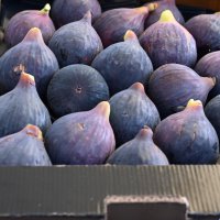 Bursa’nın 'Siyah incisi’nde hasat başladı 