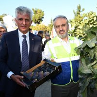 Bursa’nın 'Siyah incisi’nde hasat başladı 
