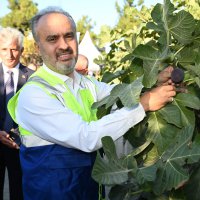 Bursa’nın 'Siyah incisi’nde hasat başladı 