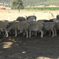 Meralar koruma altında 