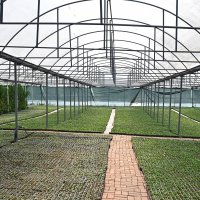 Bursa’nın çiçekleri, dağ bölgesinde açıyor 