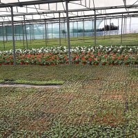 Bursa’nın çiçekleri, dağ bölgesinde açıyor 