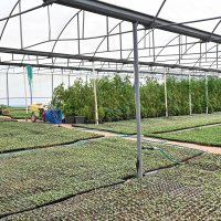 Bursa’nın çiçekleri, dağ bölgesinde açıyor 