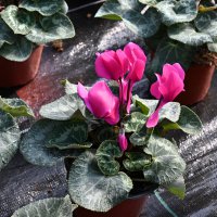 Bursa’nın çiçekleri, dağ bölgesinde açıyor 