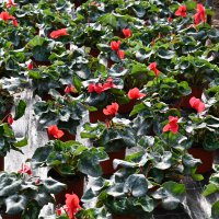 Bursa’nın çiçekleri, dağ bölgesinde açıyor 