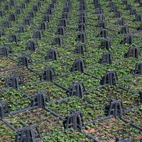 Bursa’nın çiçekleri, dağ bölgesinde açıyor 