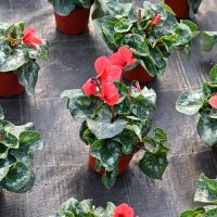 Bursa’nın çiçekleri, dağ bölgesinde açıyor 