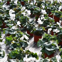 Bursa’nın çiçekleri, dağ bölgesinde açıyor 