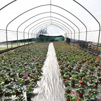 Bursa’nın çiçekleri, dağ bölgesinde açıyor 