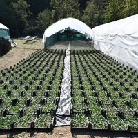 Bursa’nın çiçekleri, dağ bölgesinde açıyor 