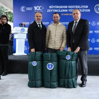 Bursa’nın zeytininde hasat vakti 