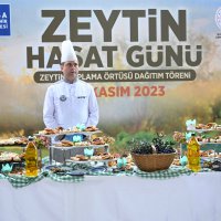 Bursa’nın zeytininde hasat vakti 