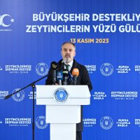 Bursa’nın zeytininde hasat vakti 