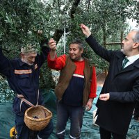 Bursa’nın zeytininde hasat vakti 