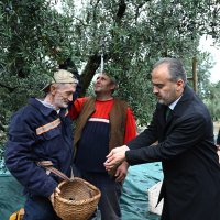 Bursa’nın zeytininde hasat vakti 