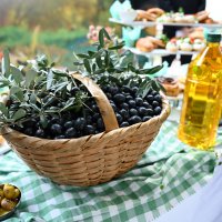 Bursa’nın zeytininde hasat vakti 