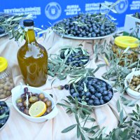 Bursa zeytininde hasat bereketi 