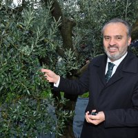 Orhangazi’de de zeytin hasadı başladı 