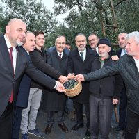 Orhangazi’de de zeytin hasadı başladı 