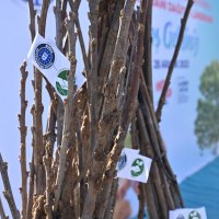 Büyükşehir’den kestane üretimine destek 