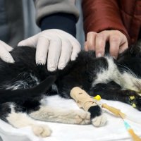 Can dostlara Büyükşehir şefkati 