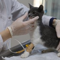 Can dostlara Büyükşehir şefkati 