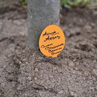 Kadınlar Günü’nde erguvan fidanları toprakla buluştu  