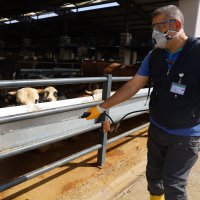 Kurban pazarlarında sinekle mücadele sürüyor 