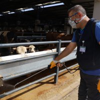 Kurban pazarlarında sinekle mücadele sürüyor 