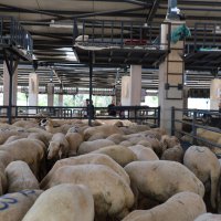 Kurban pazarlarında sinekle mücadele sürüyor 