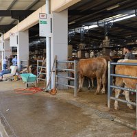 Kurban pazarlarında sinekle mücadele sürüyor 