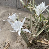 Bursa sahillerinde görülen ‘kum zambakları’ koruma altında 