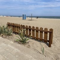 Bursa sahillerinde görülen ‘kum zambakları’ koruma altında 