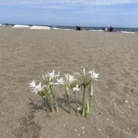 Bursa sahillerinde görülen ‘kum zambakları’ koruma altında 