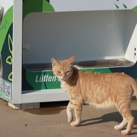 Atıklar, can dostlar için mamaya dönüşüyor 