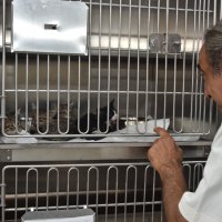 Halk Sağlığı Haftası’nda gündem, ‘Sokak Hayvanları’ 