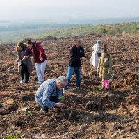 Diyabet hastalığına fidan dikerek dikkat çektiler 
