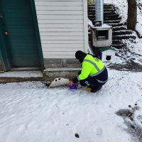 Kar bastırdı, Büyükşehir can dostları unutmadı 