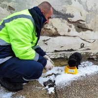 Kar bastırdı, Büyükşehir can dostları unutmadı 