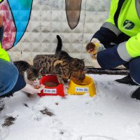 Kar bastırdı, Büyükşehir can dostları unutmadı 