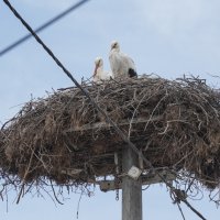 Başkan Bozbey, “Leylek Köyü’nü Bursamıza kazandıracağız” 