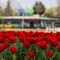 Büyükşehir, parkları lale ve çiçeklerle renklendirdi 
