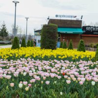 Büyükşehir, parkları lale ve çiçeklerle renklendirdi 