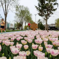 Büyükşehir, parkları lale ve çiçeklerle renklendirdi 