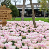 Büyükşehir, parkları lale ve çiçeklerle renklendirdi 