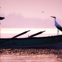 ‘Bursa Leylek Şenliği’ başlıyor 