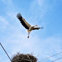 ‘Bursa Leylek Şenliği’ başlıyor 