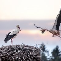 ‘Bursa Leylek Şenliği’ başlıyor 