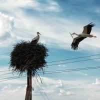 ‘Bursa Leylek Şenliği’ başlıyor 